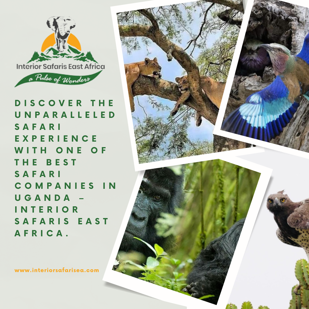 Walking Safari in Uganda