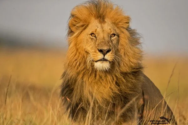 African Safari Tours