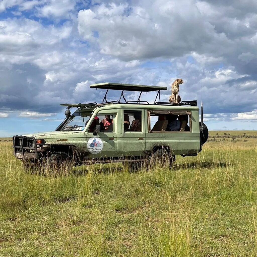 Safari Game Drive