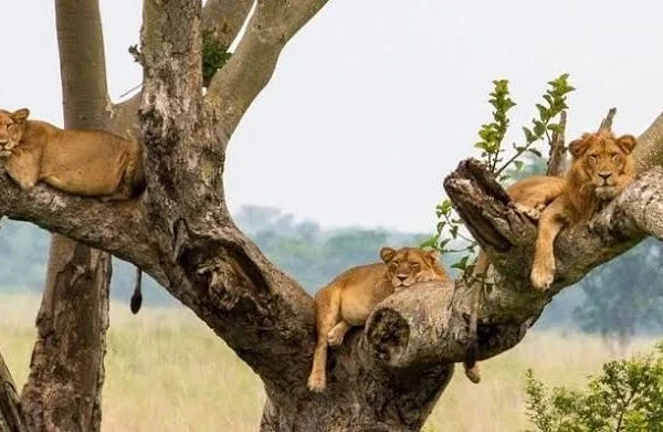 African Safari Tours